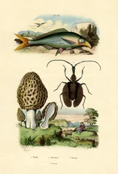 Essbare Morchel